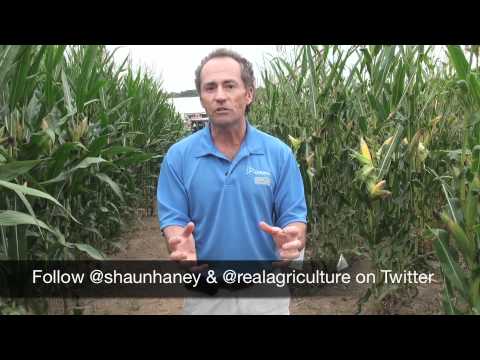 how to fertilize wheat