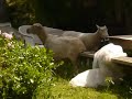 mouton-gratte.MOV