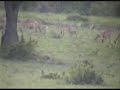 Blurry Impala Baby Blurry Impala Baby