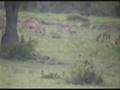 videos de Blurry Impala Baby