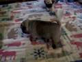 Pug video