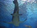 Pusan Aquarium - Shark Tank