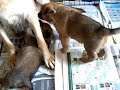 German Shepherd Puppies at Four Weeks