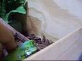 raul my iguana