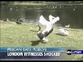 Pelican vs. Pigeon Pelican vs. Pigeon