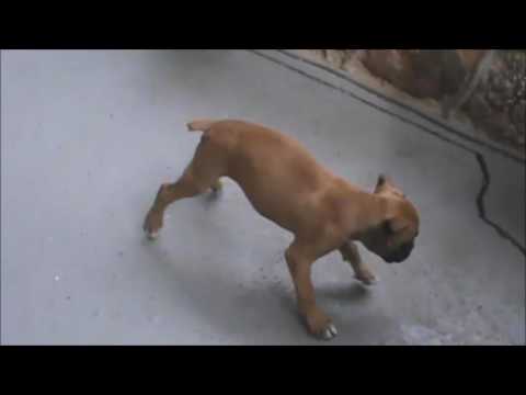 A video of Gus Playing