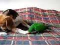 Eclectus Charlie is a beagle\ Eclectus Charlie is a beagle\
