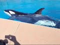 KILLER WHALES Marineland