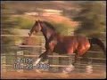 Larke - Celebrity Farms, Jamul, California