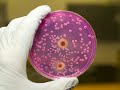 Good News - Presidential Transition, Asian Markets, Yeast Good News - Presidential Transition, Asian Markets, Yeast