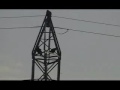 Vultures on an electric pole Vultures on an electric pole