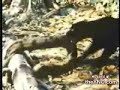 Black Panther Vs Huge Anaconda Snake Who Wins