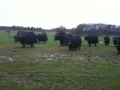 Whipsnade Revisited