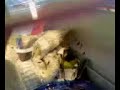 May 23 Goldfinch feeding - day 1 May 23 Goldfinch feeding - day 1
