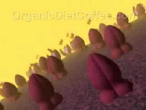 how to isolate polysaccharides