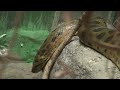 Philadelphia Zoo Anaconda Stretched Out 2 Philadelphia Zoo Anaconda Stretched Out 2