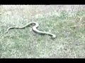 Funny animals