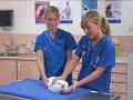 Watch the Rabbit Health Video