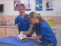 Watch the Rabbit Health Video