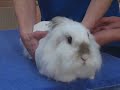 Watch the Rabbit Health Video