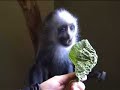 Baby monkey eats first leaf. Baby monkey eats first leaf.