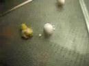 Newly hatched chick