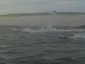 C-8 Hydrocat24 C-8 Hydrocat24