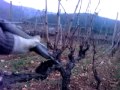 Ver video