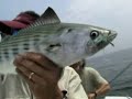 Orvis 150 a�os