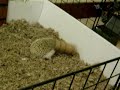 [Video]