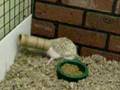 Hedgehog