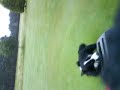 greenkeepers dog