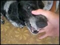 Beatboxing Dog ft. OMG Cat - Dubstep