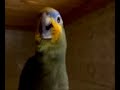 Orange Wing Amazon