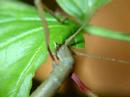 Phasme : Carausius morosus Phasme : Carausius morosus