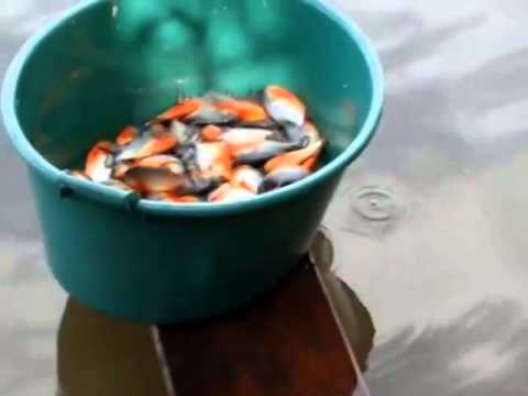 É assim que se pescam piranhas no Brasil