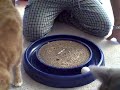 Cat training 101 Cat training 101
