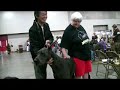 The Greatest Dane Show on Earth!!! The Greatest Dane Show on Earth!!!