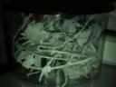 Stick Insects, time elapse