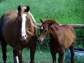 Cyberhorse 2