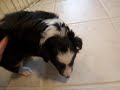 5 week old sheltie puppy Goodness