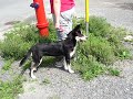 Chien Malika ...
