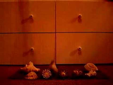 Retardid Films: Randoms Dog Dancing