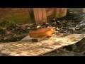 can it break with a brick - guitars.mp4