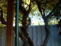 videos de CRAZY MONKEY JUMPS FROM TREE!
