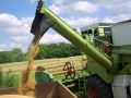 Dominator 105 Sióagárd Wheat harvest Sióagárd