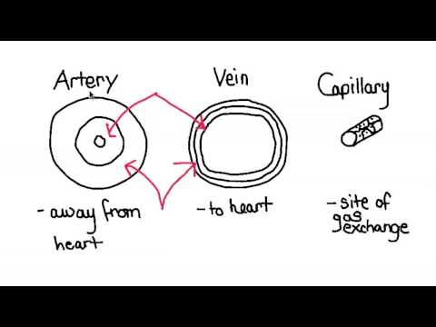 how to unclog veins and arteries