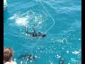Dave swims on the Great Barrier Reef