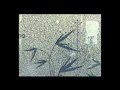 Very, Very Funny Clips, And New 2009 [ High Quality ]