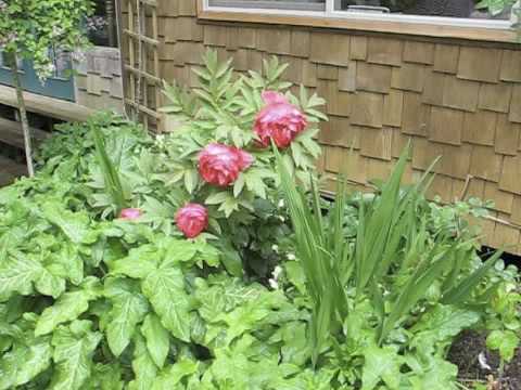how to care tree peony
